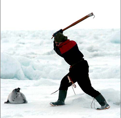 clubbing a baby seal